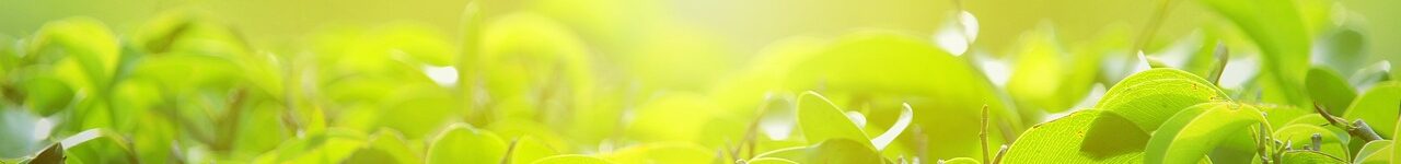 background-nature-wallpaper-green-3748311 background, nature wallpaper, green-3748311.jpg
